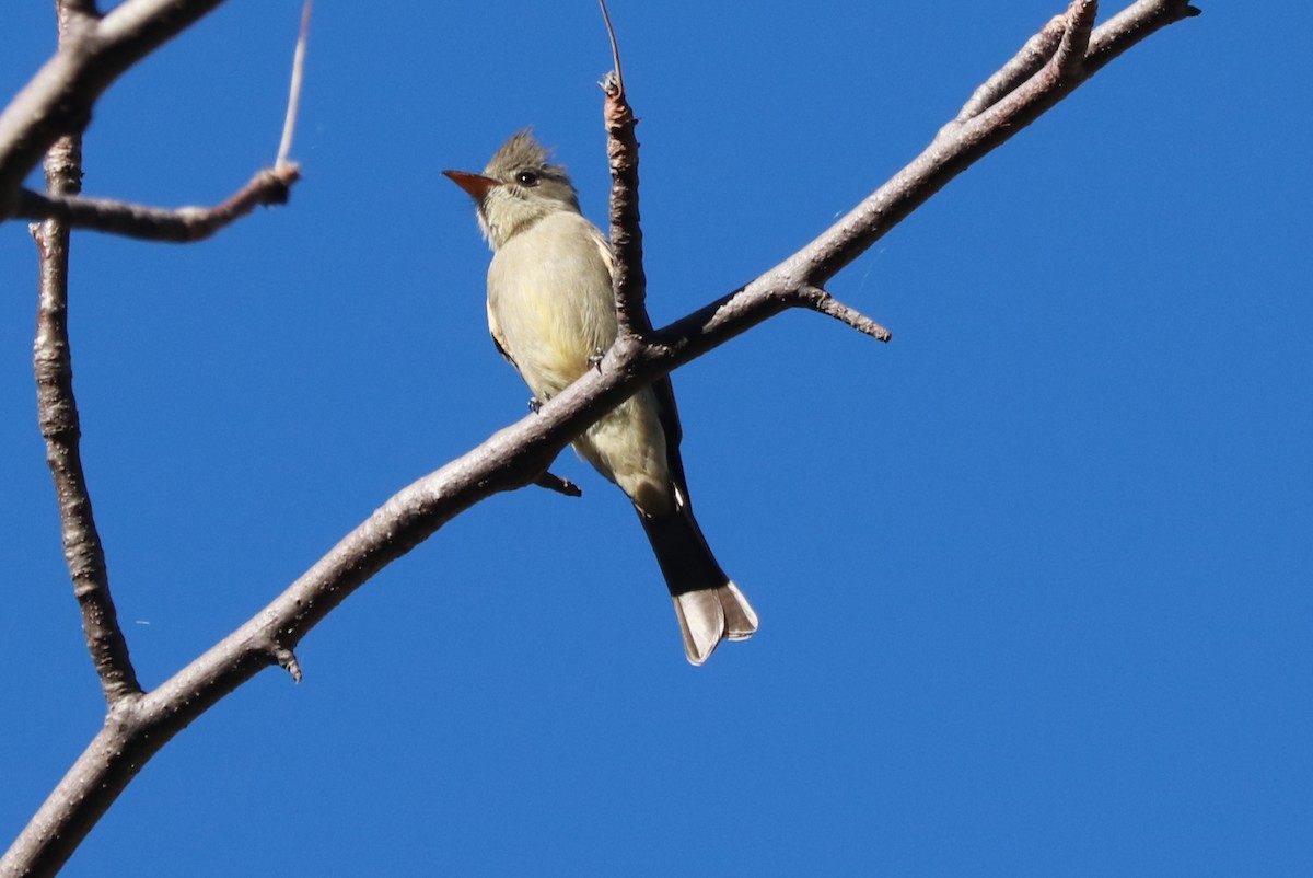 Greater Pewee - ML612597986