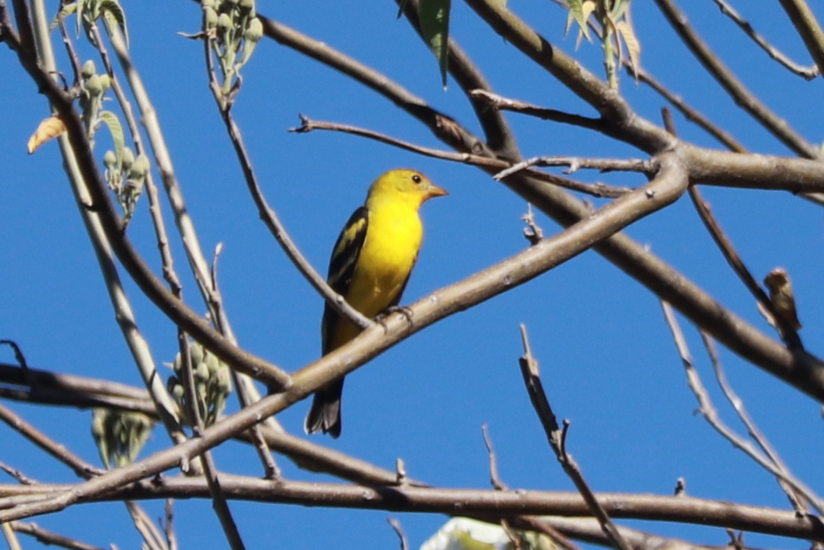 Western Tanager - ML612598029