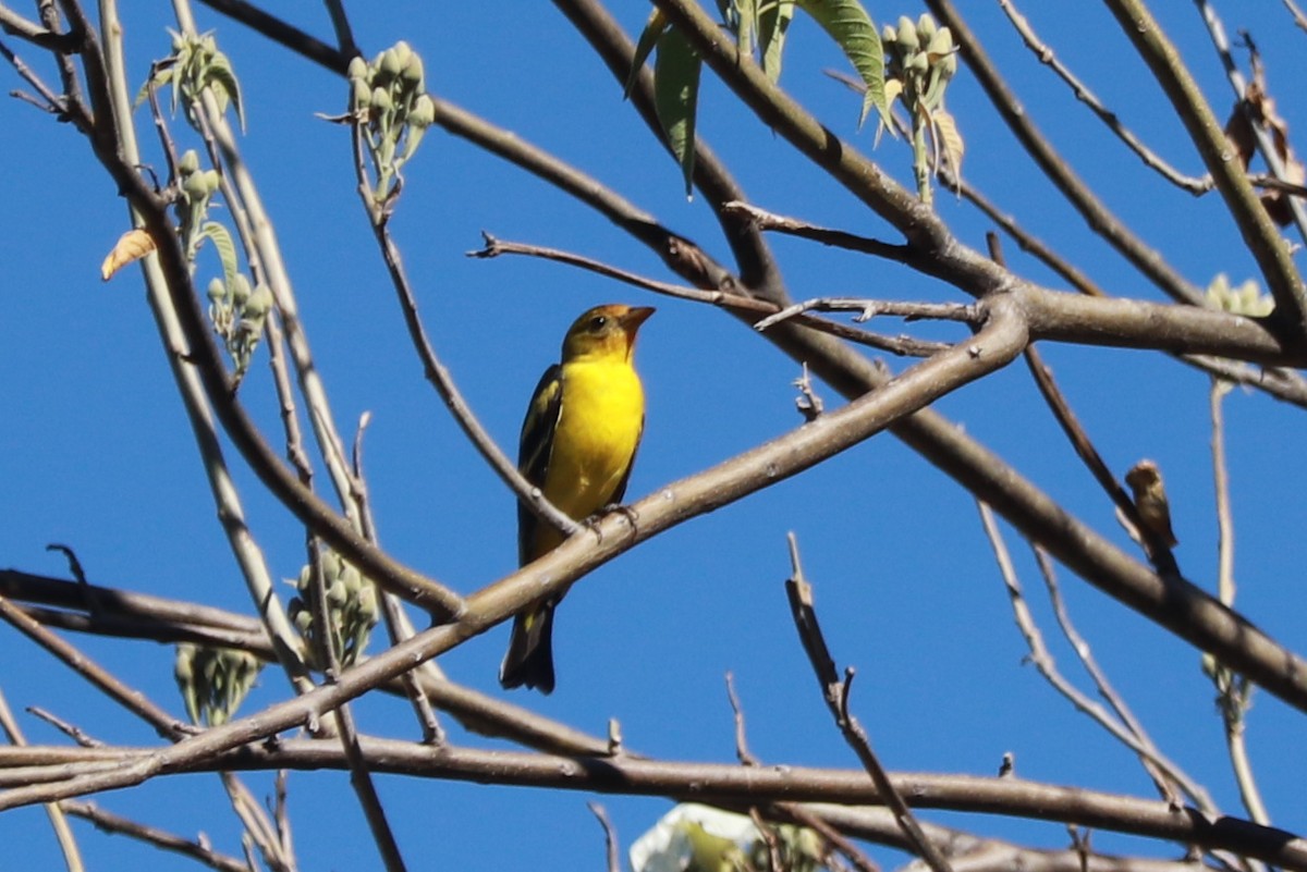 Western Tanager - ML612598030