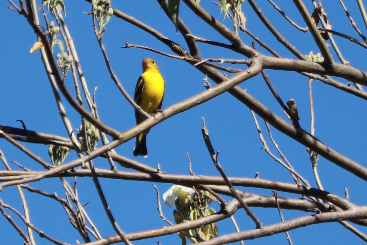 Western Tanager - ML612598031