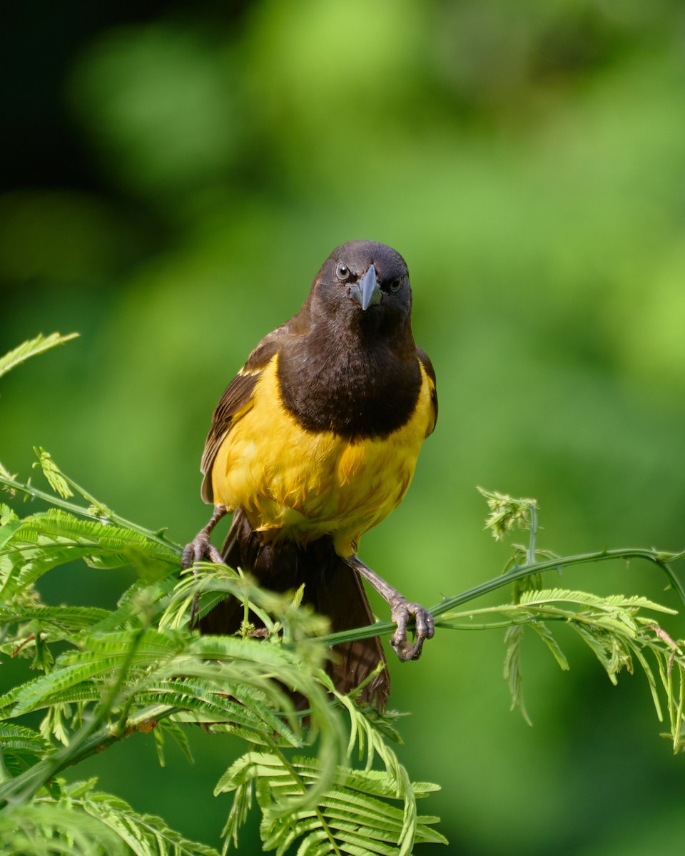 Yellow-rumped Marshbird - Daniel Alfenas
