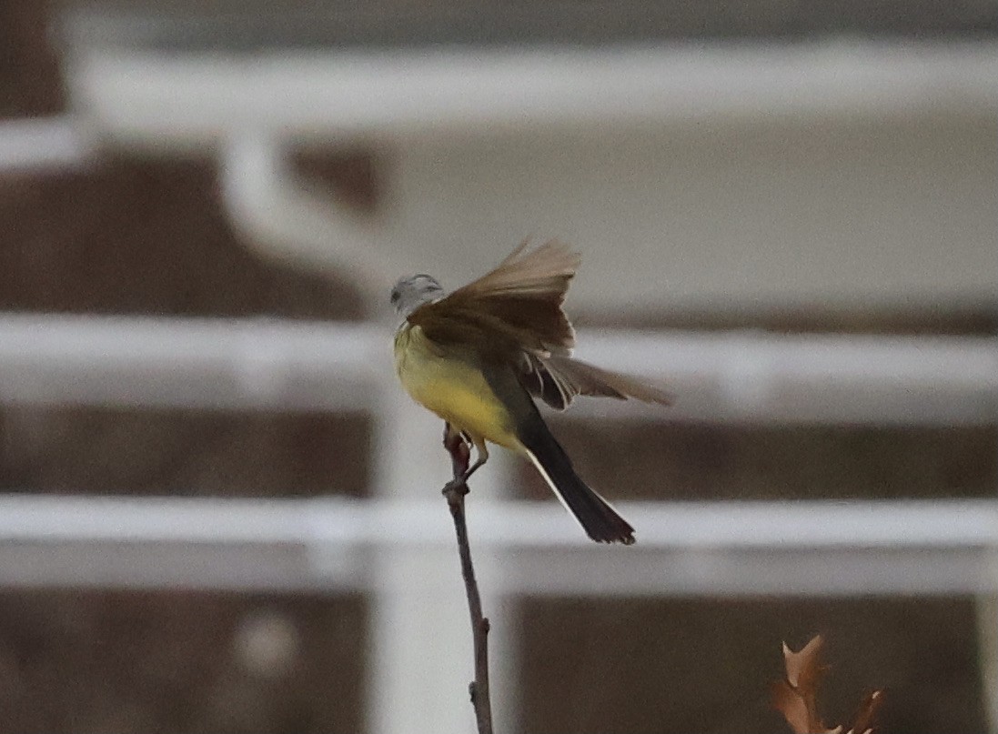 eBird Checklist 24 Dec 2023 Cape Cod National SeashoreSalt Pond