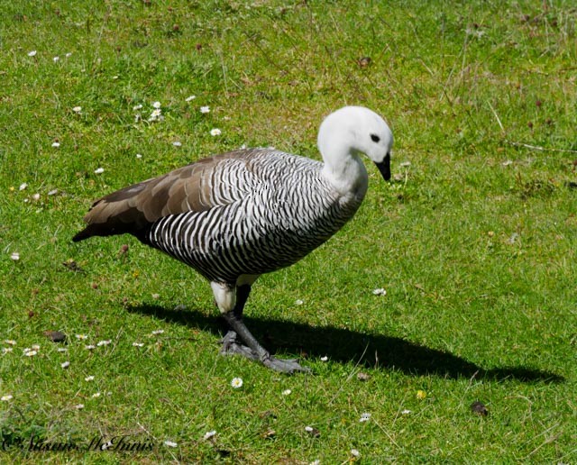 Upland Goose (Bar-breasted) - ML612598845