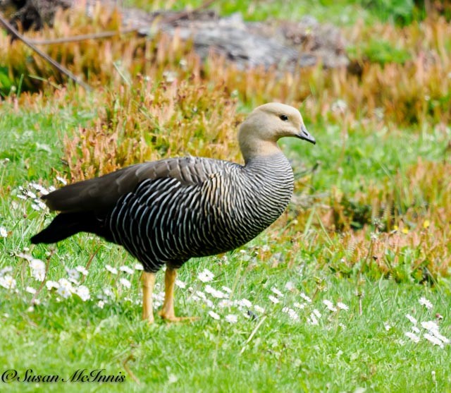 Upland Goose (Bar-breasted) - ML612598911