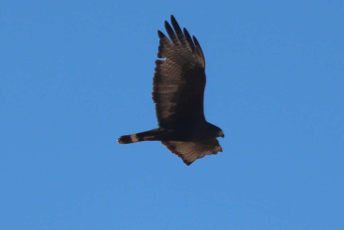 Zone-tailed Hawk - ML612598913