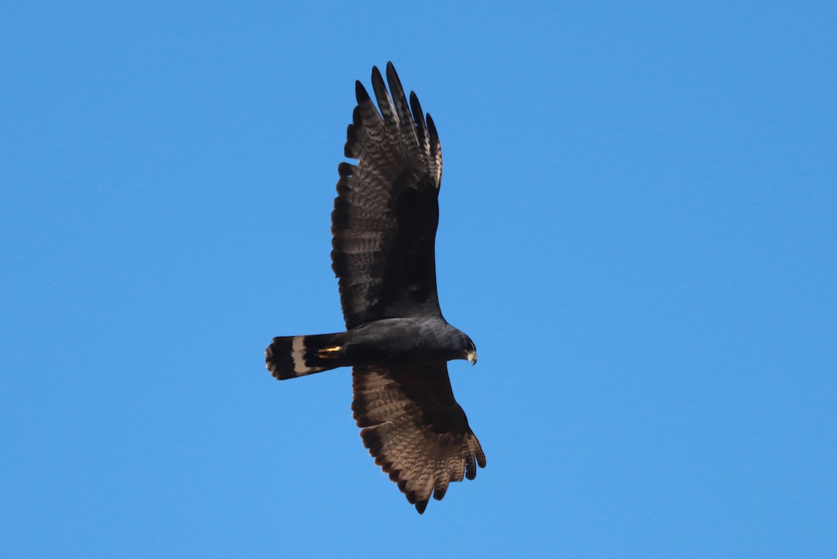 Zone-tailed Hawk - ML612598915