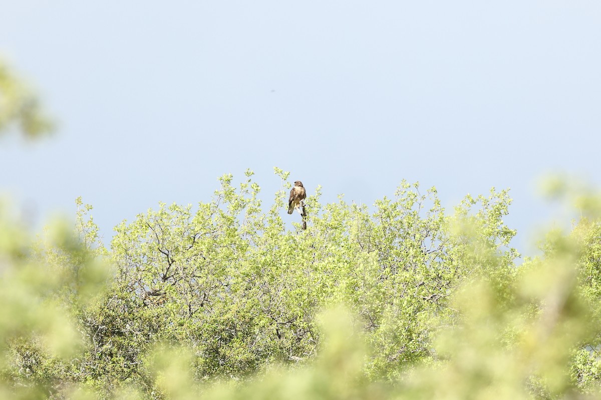 Red-tailed Hawk - ML612598942