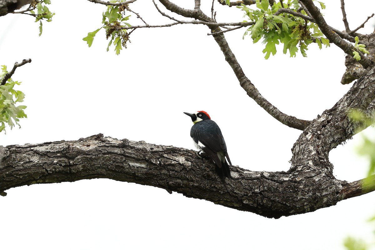 Acorn Woodpecker - Jose Luis Lescano Perez Pacheco