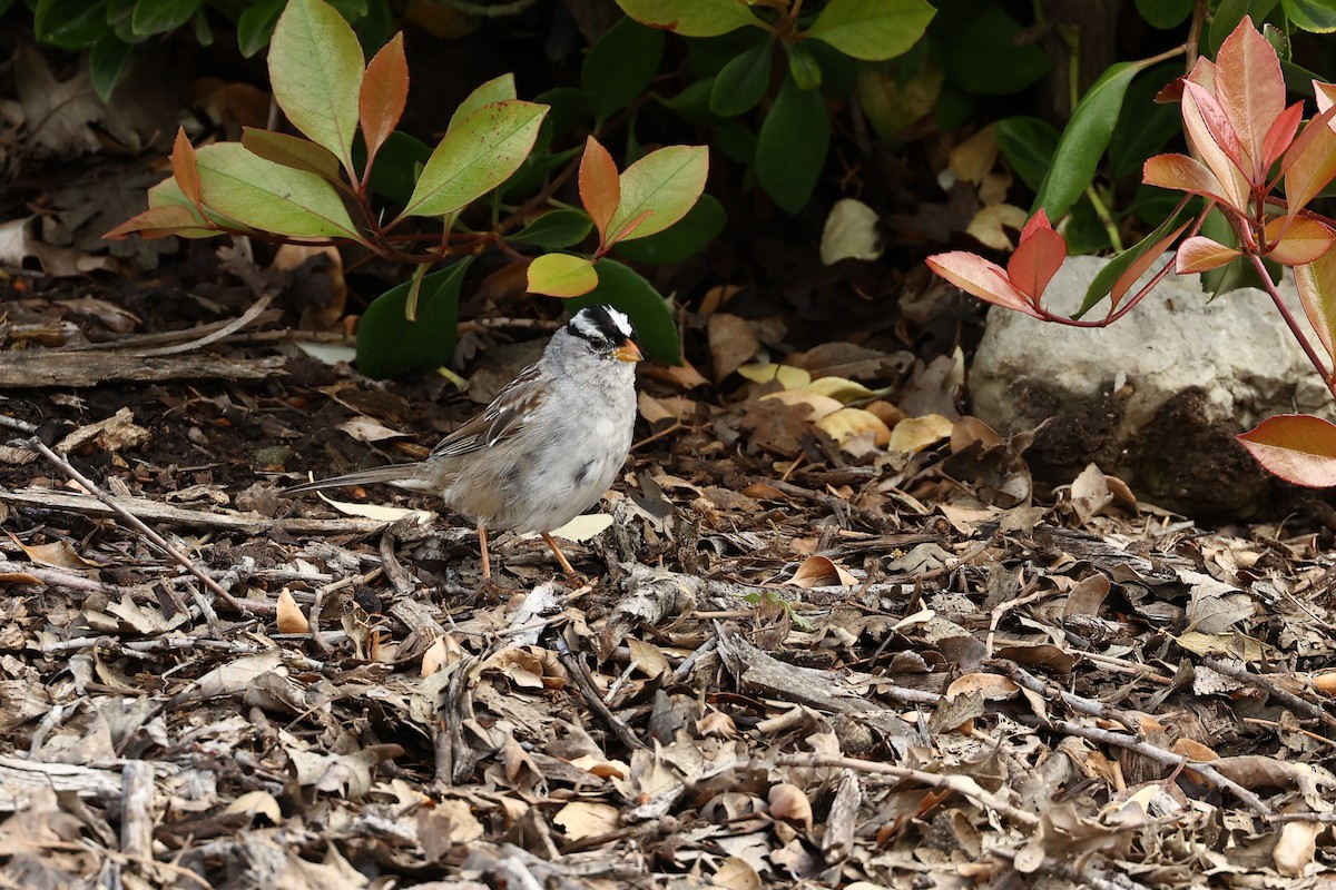 White-crowned Sparrow - ML612598975