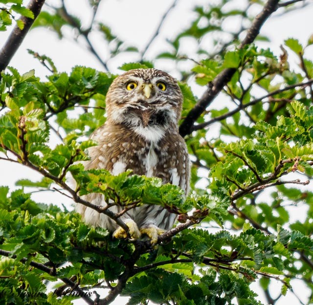 Austral Pygmy-Owl - ML612599144