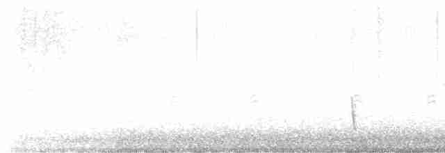 Разноголосый дрозд - ML612599342