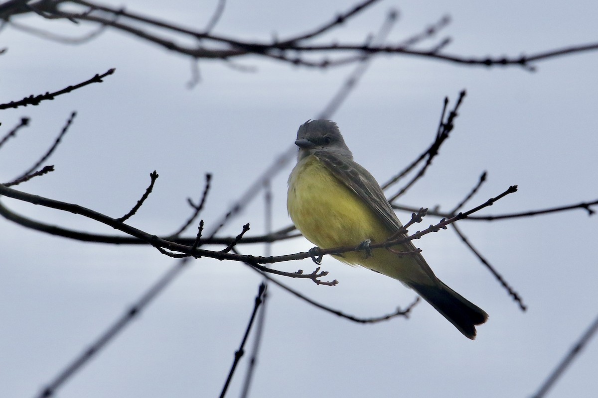 eBird Checklist 24 Dec 2023 Cape Cod National SeashoreSalt Pond