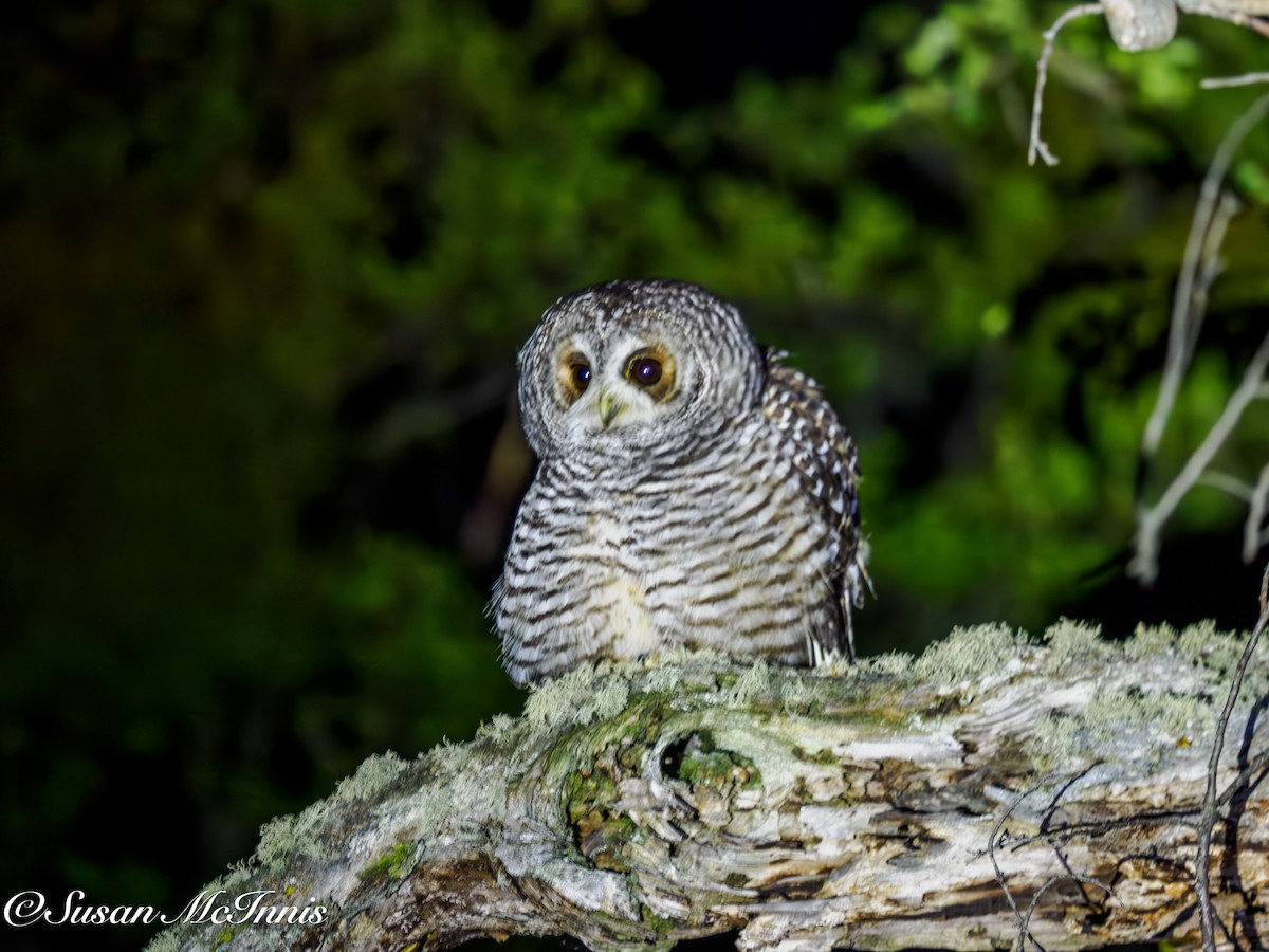 Rufous-legged Owl - ML612599675