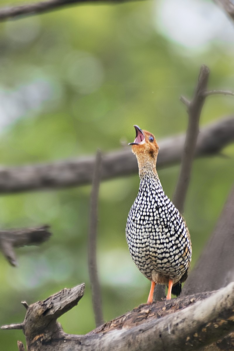 Painted Francolin - ML612599688