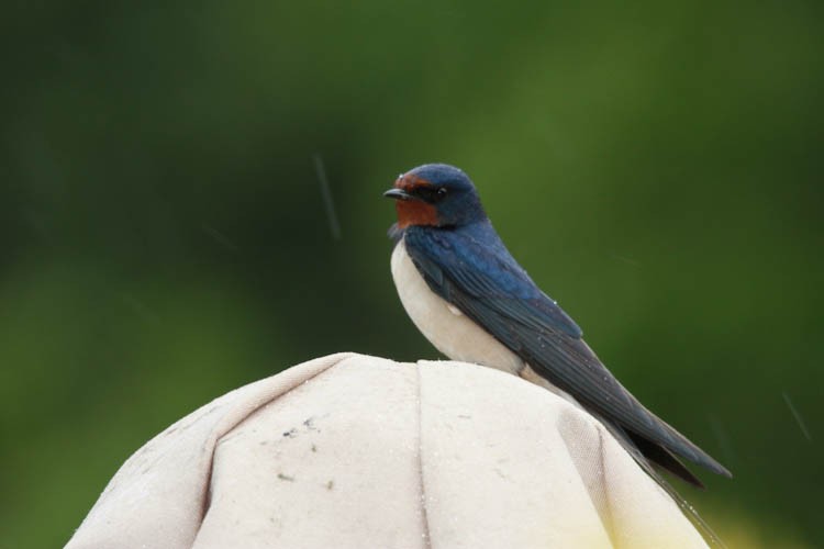 Barn Swallow - ML612599692