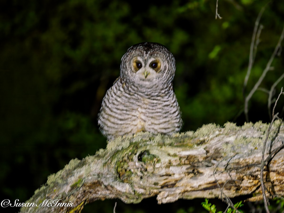 Rufous-legged Owl - ML612599766