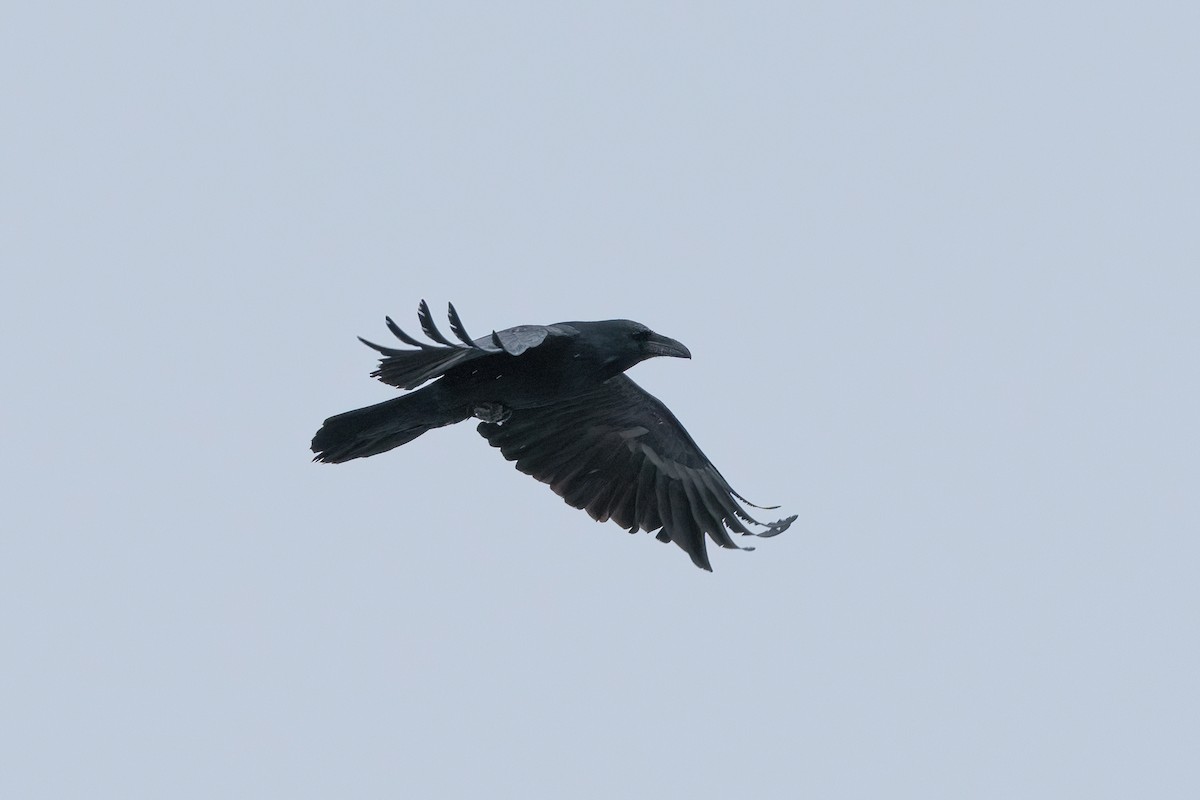 Common Raven - ML612599782