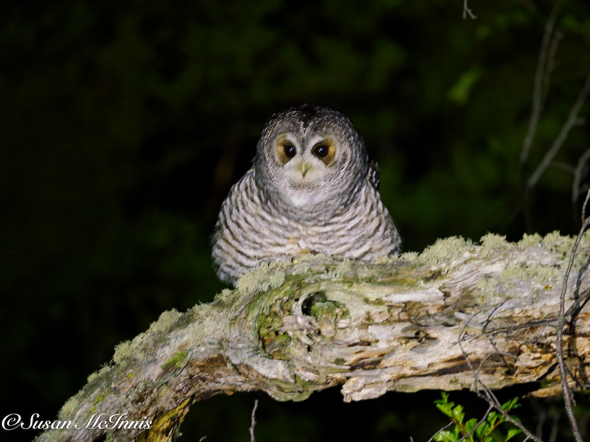 Rufous-legged Owl - ML612599786