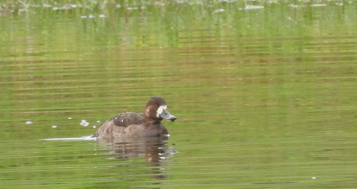Greater Scaup - ML612599816