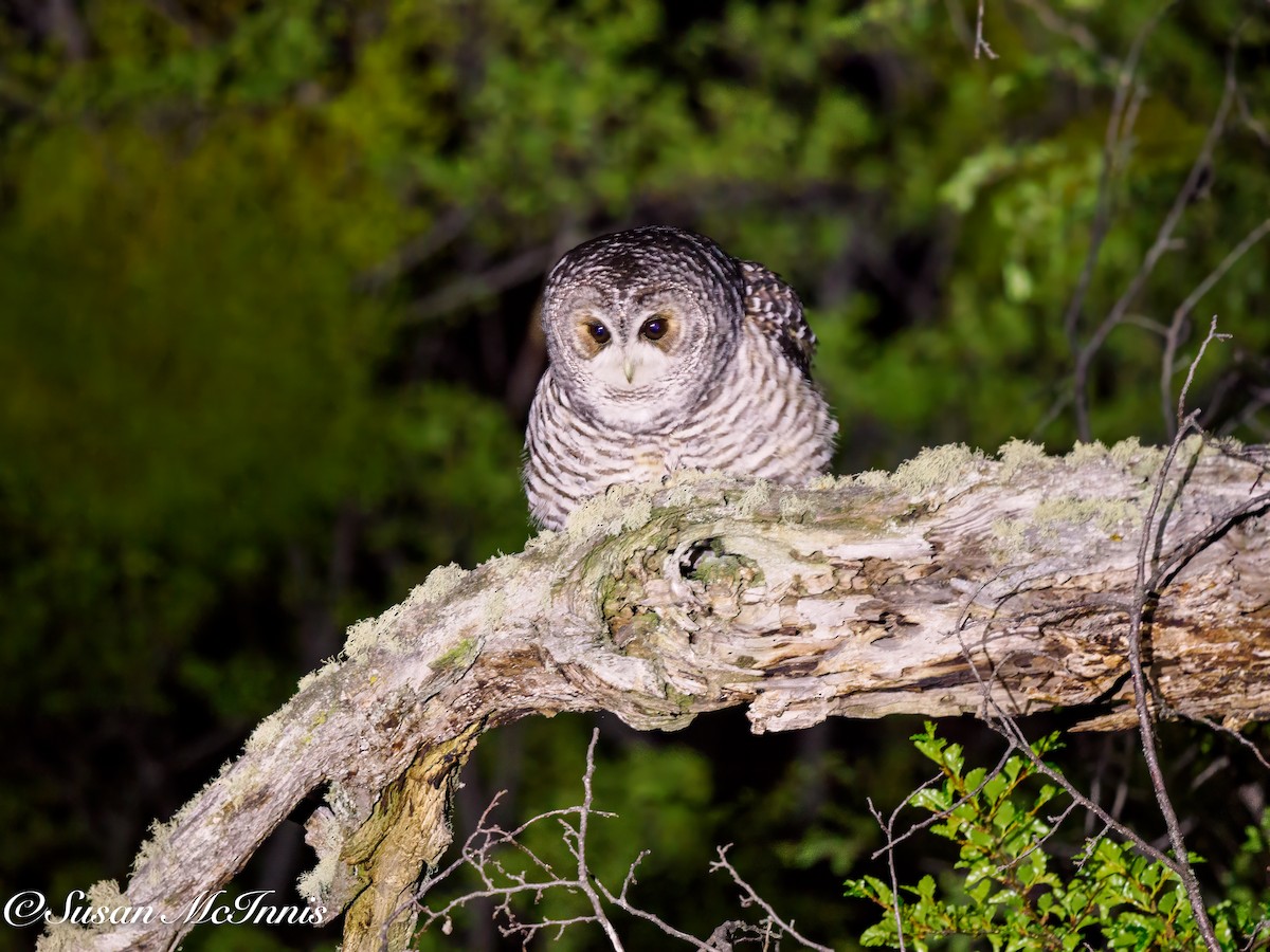 Rufous-legged Owl - ML612599834