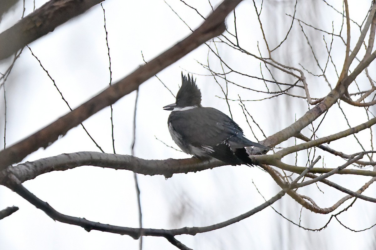 Belted Kingfisher - ML612599872