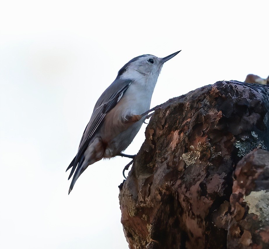 White-breasted Nuthatch - ML612600026
