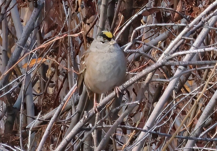 Golden-crowned Sparrow - ML612600029