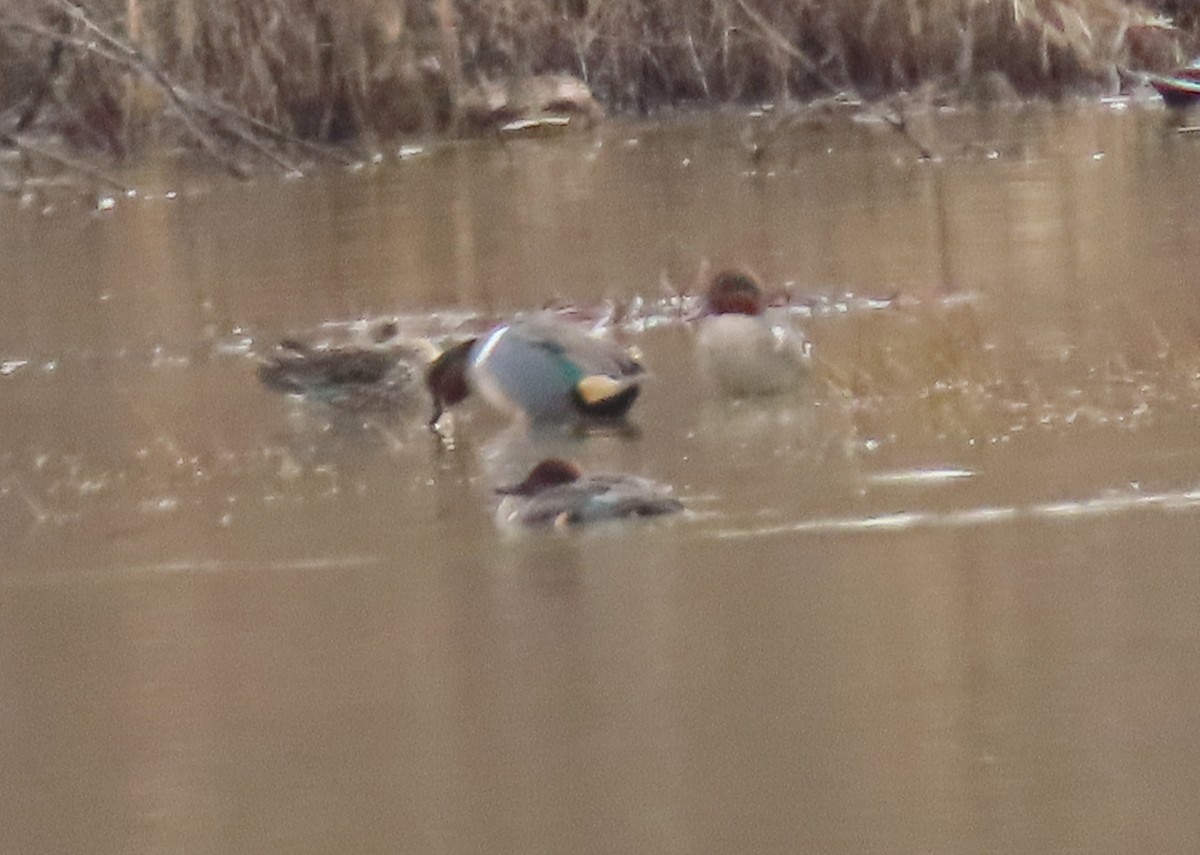 Green-winged Teal - ML612600040