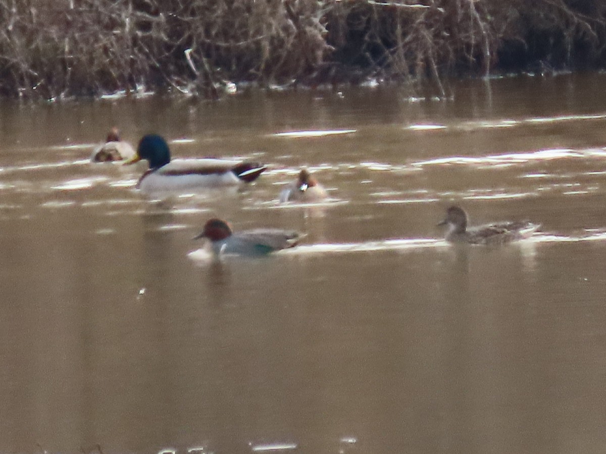 Green-winged Teal - ML612600042