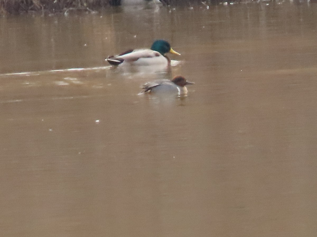 Green-winged Teal - ML612600046