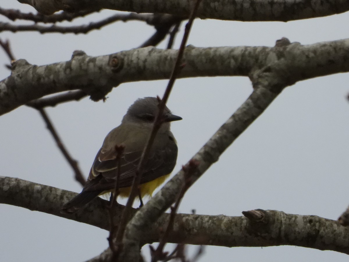 eBird Checklist 24 Dec 2023 Cape Cod National SeashoreSalt Pond