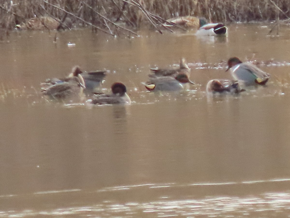 Green-winged Teal - ML612600129