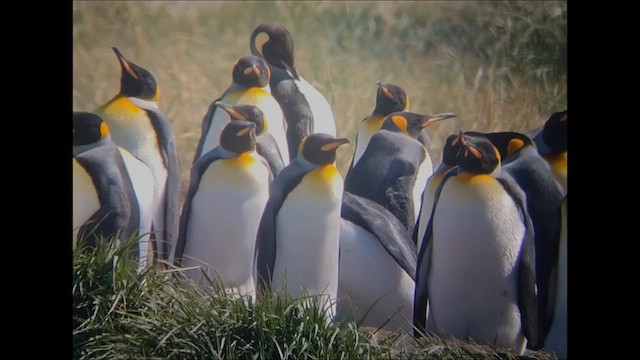 Королевский пингвин - ML612600234