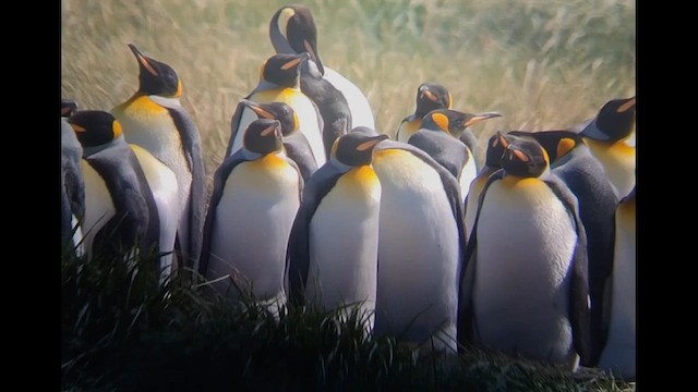 Королевский пингвин - ML612600235