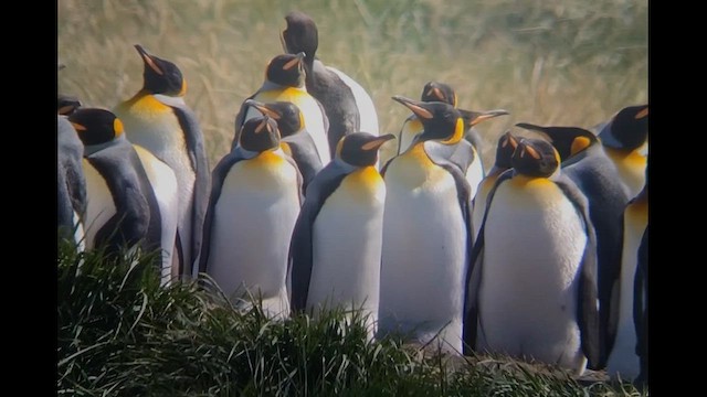 Королевский пингвин - ML612600238