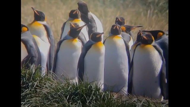 Королевский пингвин - ML612600240