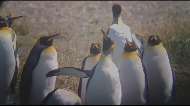 Королевский пингвин - ML612600245