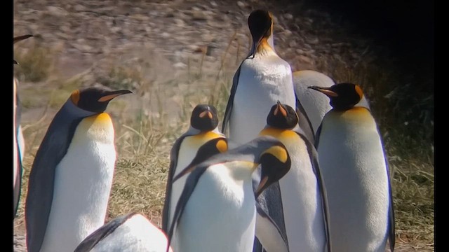 Королевский пингвин - ML612600247