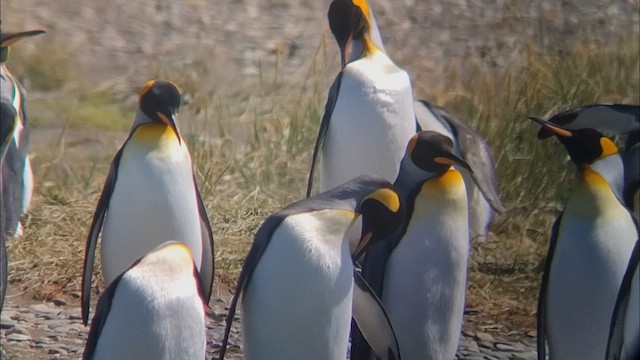 Королевский пингвин - ML612600248