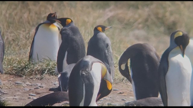 Королевский пингвин - ML612600250