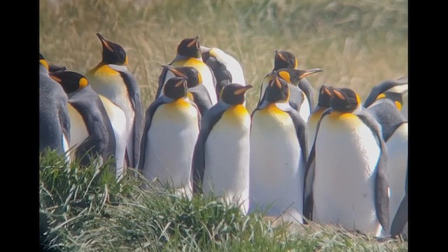 Королевский пингвин - ML612600387