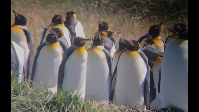 Королевский пингвин - ML612600390