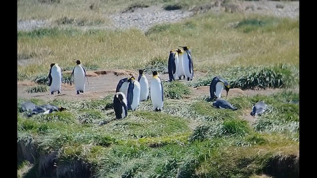 Королевский пингвин - ML612600401