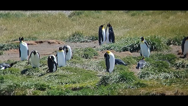 Королевский пингвин - ML612600414