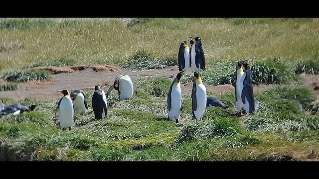 Королевский пингвин - ML612600420