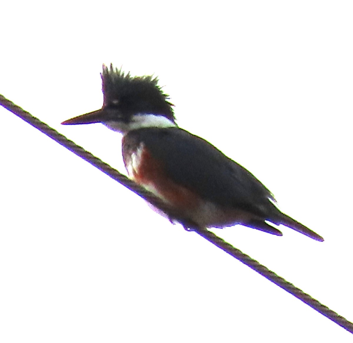 Belted Kingfisher - ML612600423