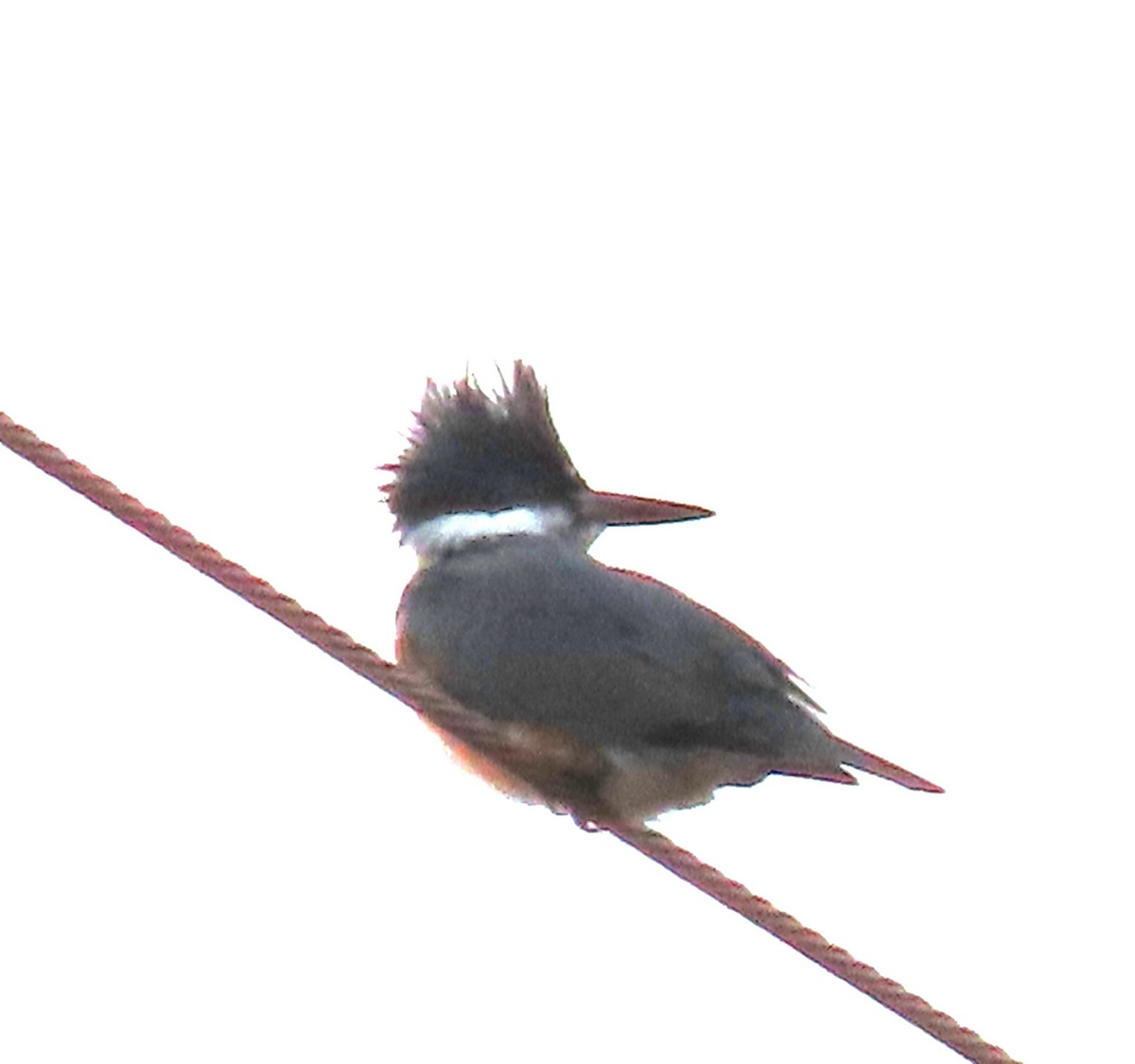 Belted Kingfisher - ML612600424