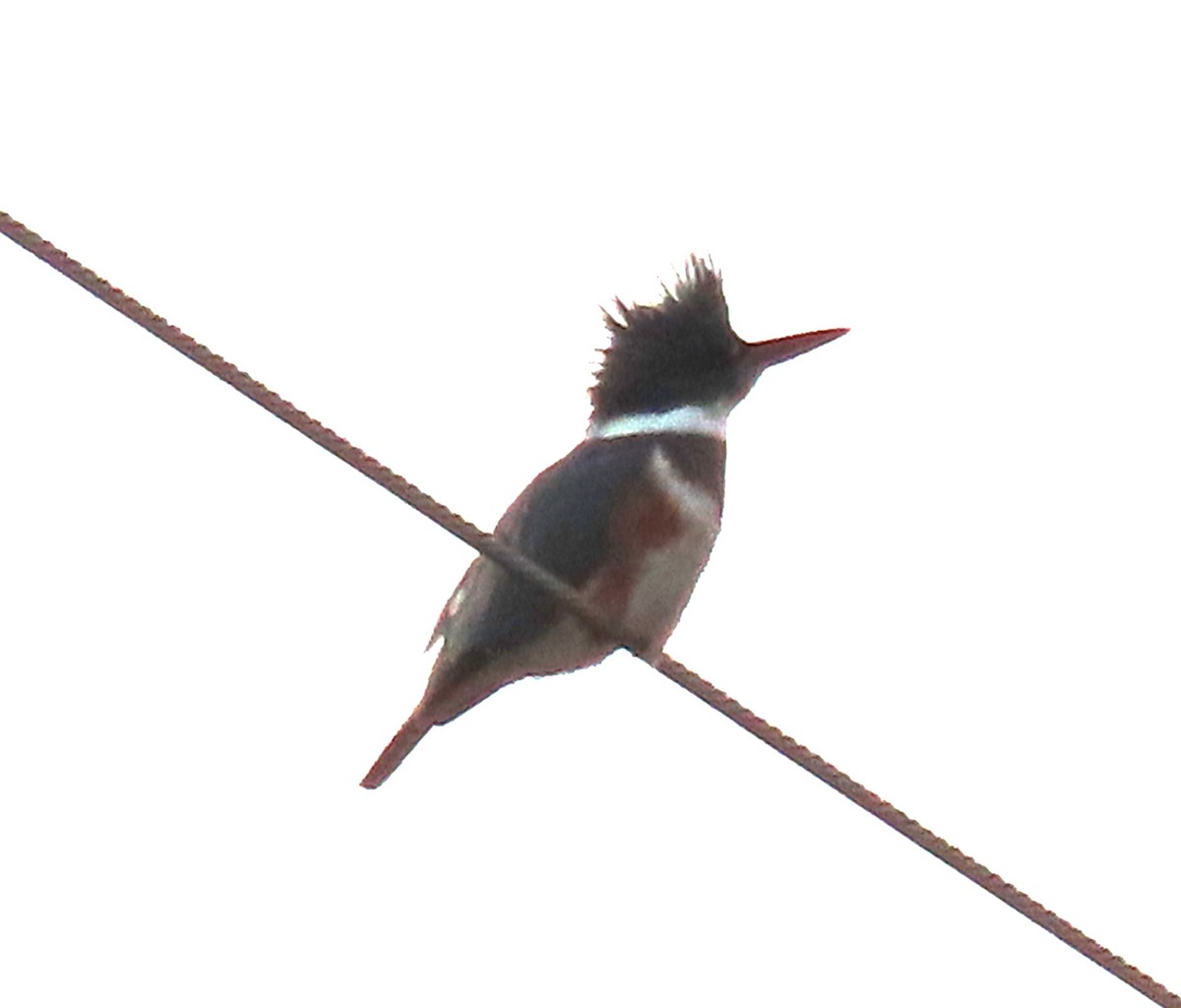 Belted Kingfisher - ML612600433
