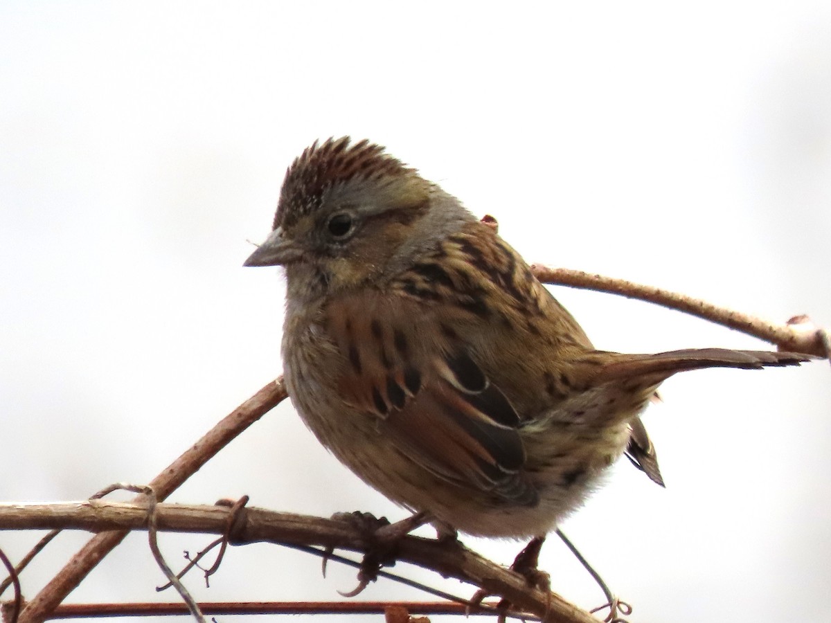 Swamp Sparrow - Linda Vitchock