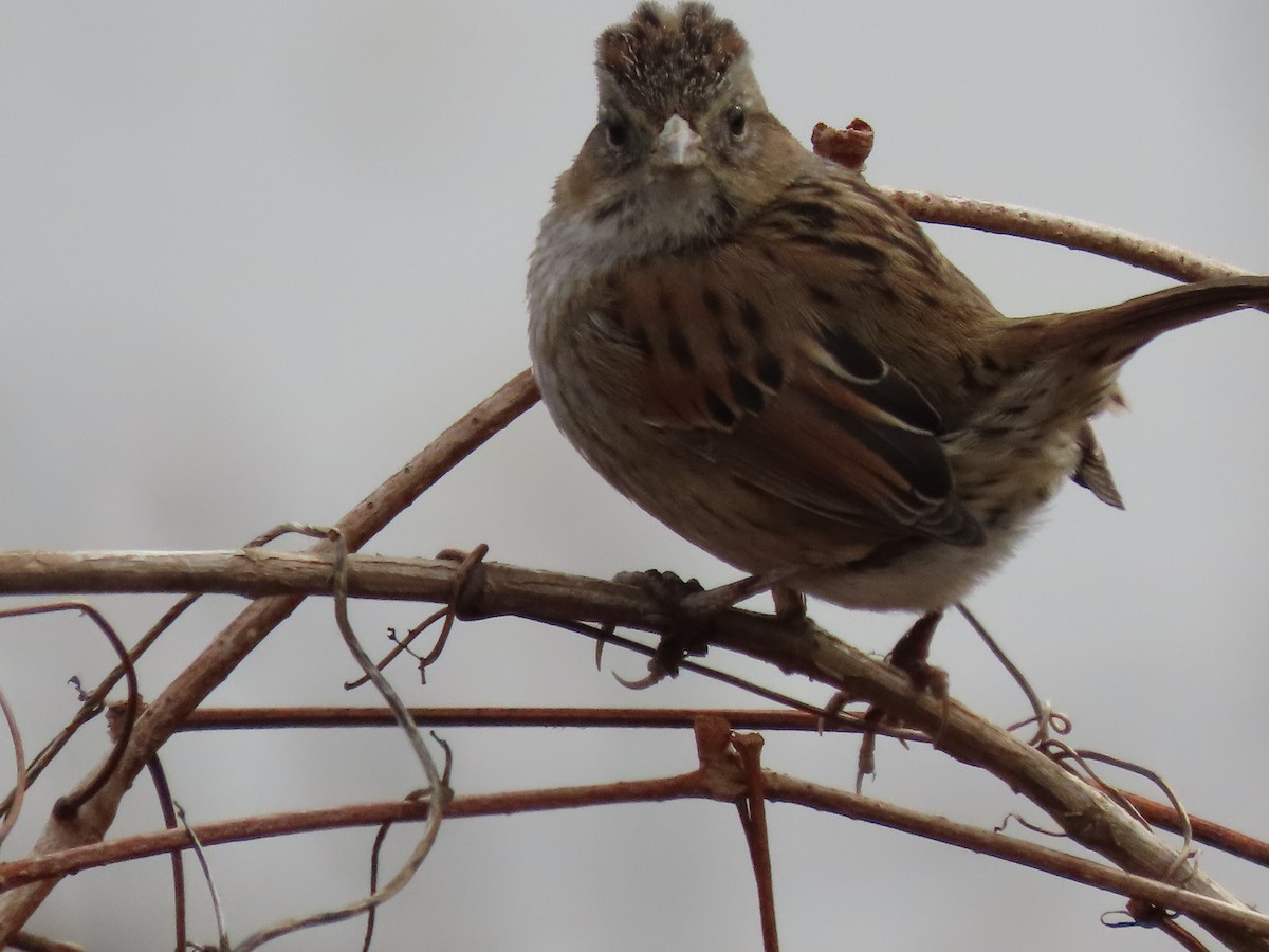 Swamp Sparrow - ML612600493